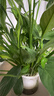 錦楓一帆風(fēng)順白掌盆栽室內綠植花卉水培植物四季易活吸除甲醛好養 白掌1盆8-10株+白色泡泡吸水塑料盆40-50高 曬單實(shí)拍圖