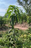 臨雅芒果樹(shù)苗嫁接金煌芒四季芒果樹(shù)紅貴妃當年結果庭院陽(yáng)臺盆栽好養活 【旗艦款】金煌芒果（50cm-60cm） 曬單實(shí)拍圖
