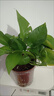 大盆綠蘿盆栽室內客廳新房吸甲醛綠植花卉辦公室植物綠籮凈化空氣 【大款】加綸吸水雙層4盆送10包肥料 帶盆帶土【基地直發(fā)】 曬單實(shí)拍圖