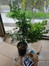 蓬萊松盆栽盆景好養辦公室盆景綠植室內客廳耐寒花卉家庭凈化空氣 蓬萊松 小中苗 高30厘米左右 2-3分枝-不含盆 曬單實(shí)拍圖