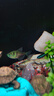 工具魚(yú)活體小型冷水清潔理魚(yú)缸吃便垃圾金苔鼠除藻熱帶觀(guān)賞老鼠魚(yú) 三種鼠魚(yú)/每種2條(再送2條防損) 曬單實(shí)拍圖
