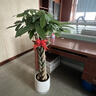 嘆為觀(guān)止大型植物發(fā)財樹(shù)各種大顆盆栽開(kāi)業(yè)喬遷客廳辦公室內好養大型花卉 辮子發(fā)財樹(shù)【1.2-1.4米】 含盆 曬單實(shí)拍圖
