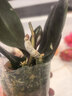雙花劍蝴蝶蘭盆栽蘭花大苗帶花劍四季開(kāi)花室內花好養易成活 3.小桃紅--雙花劍發(fā)貨 塑料盆栽好 曬單實(shí)拍圖