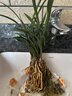 劉閣蘭花冬帶花苞出售 九仙牡丹 精品春蘭花苗奇花品種好養花卉綠植盆栽 5苗連體裸根 年年復花 曬單實(shí)拍圖