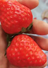 四叔公果蔬紅顏草莓【JD順豐多地次日達】大涼山99奶油新鮮年貨禮盒水果禮盒 3斤【超值裝-80%買(mǎi)*】?jì)糁?.4斤 【甜度加倍-80%選】口碑優(yōu)選果  13-18g 曬單實(shí)拍圖