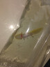 百綸木千六角恐龍魚(yú)觀(guān)賞魚(yú)耐活魚(yú)冷水魚(yú)蠑螈活體六角龍小魚(yú)網(wǎng)紅淡水魚(yú)觀(guān)賞 7-10cm白+黃六角共2只 送糧 曬單實(shí)拍圖