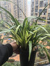 玫絢高質(zhì)量 新店開(kāi)張【名貴蘭花】精品苗盆栽 濃香型 養不死的品種 藍寶石 爆盆一顆12苗連體帶黑色軟袋盆土 曬單實(shí)拍圖