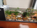 最萌魚(yú)缸新款小型帶蓋側濾生態(tài)缸客廳自循環(huán)溪流造景全套一體式水族箱 50*15*15【套餐三】 曬單實(shí)拍圖