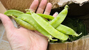 云南新鮮現摘蔬菜豌豆角甜脆荷蘭豆四季豆當季農家自種蔬菜脆嫩 荷蘭豆5斤帶箱 曬單實(shí)拍圖