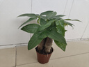 嘆為觀(guān)止發(fā)財樹(shù)盆栽桌面玻璃水培植物樹(shù)搖錢(qián)樹(shù)室內四季常綠好養易活小盆栽 120#原盆三桿發(fā)財樹(shù) 帶盆栽好 曬單實(shí)拍圖
