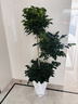 嘆為觀(guān)止大型植物發(fā)財樹(shù)各種大顆盆栽開(kāi)業(yè)喬遷客廳辦公室內好養大型花卉 三層幸福樹(shù)【1.5-1.7米】 含盆 曬單實(shí)拍圖