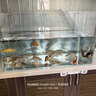 金晶超白魚(yú)缸桌面客廳水族箱生態(tài)金魚(yú)缸造景小魚(yú)缸草缸烏龜缸 60*30*35cm 厚6mm 曬單實(shí)拍圖