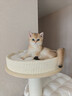獸牌慕斯實(shí)木貓爬架不占地貓架貓窩貓抓板一體帶太空艙大貓暖冬可用 慕斯Pro-上漆好打理【推薦】 曬單實(shí)拍圖