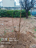 濱淇玉蘭花樹(shù)苗紫玉蘭庭院風(fēng)景樹(shù)綠化苗紫玉蘭地徑2公分粗1棵源頭直發(fā) 曬單實(shí)拍圖