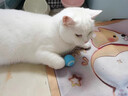 皓依貓咪狗狗玩具自嗨解悶自動(dòng)逗狗逗貓球器棒電動(dòng)引力滾滾球寵物用品 【天空藍+超強續航】智能電動(dòng)逗貓球 曬單實(shí)拍圖