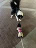 拉夫威爾ruffwear弗格蘭狗狗胸背帶牽引繩小型犬柴犬寵物狗背心胸背帶 朝霞粉 XS 曬單實(shí)拍圖