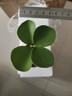 【四葉草鐵樹(shù)盆栽】年宵花?墨西哥鐵桌面微盆景掌上盆栽客廳幸運 原盆四葉草（5-10cm高） 曬單實(shí)拍圖