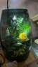 丘辰苔蘚微景觀(guān)養魚(yú)生態(tài)瓶diy辦公室內桌面綠植擺件花卉盆栽生日禮物 翠微2025款-店長(cháng)推薦 曬單實(shí)拍圖