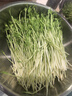 北蔬 麻豌豆種子種苗芽苗菜水培無(wú)土栽培蔬菜種籽 北蔬麻豌豆種子500g 曬單實(shí)拍圖