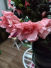 種花迷比利時(shí)花盆栽四季開(kāi)花杜鵑花盆景花卉杜鵑花苗室內客廳陽(yáng)臺綠色植 巴黎粉原土育苗盤(pán)發(fā)貨 三年苗(帶花苞) 曬單實(shí)拍圖