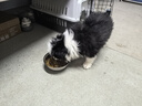 柴墨柴墨狗狗活體（視頻選寵下單）幼犬幼崽終身輔助喂養簽訂合同 寵物級 【邊牧】 曬單實(shí)拍圖