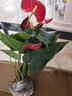 愛(ài)你一萬(wàn)年水培紅掌白掌盆栽一帆風(fēng)順花卉植物室內好養綠植鴻運當 特級紅掌1-3朵花(原盆)+營(yíng)養液 曬單實(shí)拍圖