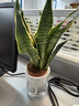 金邊虎皮蘭盆栽多肉植物水培好養綠植室內花卉客廳大型虎尾蘭陽(yáng)臺 【推薦3盆裝】30cm3棵虎皮蘭【早安盆】 曬單實(shí)拍圖