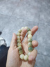QMXD小青檸白玉菩提根手串女學(xué)生盤(pán)玩手鏈男士菩提子文玩佛珠念珠禮物 小青檸 曬單實(shí)拍圖