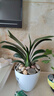 雅致特級君子蘭盆栽花卉植物室內綠植客廳好養7-9片原盆源頭直發(fā) 曬單實(shí)拍圖
