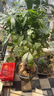 喬遷開(kāi)業(yè)發(fā)財樹(shù)綠植客廳大盆栽門(mén)店擺放凈化空氣室內辦公室植 提根發(fā)財樹(shù)1.4-1.6米[原盆] 曬單實(shí)拍圖