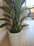 雙盟天堂鳥(niǎo)大型植物客廳綠植盆栽辦公室內鶴望蘭好養落地網(wǎng)紅源頭直發(fā) 曬單實(shí)拍圖