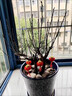 臘梅盆栽老樁臘梅花樹(shù)苗紅梅盆景四季抗寒花卉室外濃香型原生 5年苗【紅梅】 曬單實(shí)拍圖