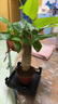 【帶盆高度約15-25cm】發(fā)財樹(shù)盆栽室內植物客廳辦公室吸甲醛好養 單桿發(fā)財樹(shù)+塑料四方舍得盆+小方底座 花盆直徑約8cm 曬單實(shí)拍圖