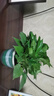 雙盟綠蘿盆栽除甲醛花卉綠植辦公室新房?jì)艋諝?80加侖2盆裝源頭直發(fā) 曬單實(shí)拍圖