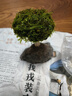 森淵（SENYUAN）魚(yú)缸造景裝飾莫斯樹(shù)迎客松生命之樹(shù)水族杜鵑根沉木巴西樹(shù)造景魚(yú)缸 莫斯樹(shù)單頭7-8cm 曬單實(shí)拍圖