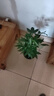 發(fā)財樹(shù)盆栽大型室內綠植物花卉招財樹(shù)搖錢(qián)樹(shù)開(kāi)業(yè)喬遷新居贈禮綠植 辮子發(fā)財樹(shù)50-60cm高【原盆】 曬單實(shí)拍圖