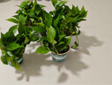 雙盟綠蘿盆栽除甲醛花卉綠植辦公室新房?jì)艋諝?120款10盆源頭直發(fā) 曬單實(shí)拍圖
