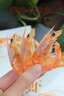 三只海豚即食烤蝦干特大號蝦對蝦干開(kāi)袋即食海鮮干貨250g 曬單實(shí)拍圖