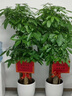綠韻花田【2小時(shí)達】步步高發(fā)財樹(shù)盆栽植物室內大型植物客廳開(kāi)業(yè)公司門(mén)口 單桿發(fā)財樹(shù)一對 曬單實(shí)拍圖