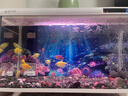小米適配一代魚(yú)缸背景板貼紙 裝飾畫(huà)亞克力高清卡通3D立體美學(xué) 光照海底生物*1 曬單實(shí)拍圖