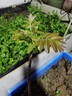 花e流正宗紅油香椿苗地栽食用矮化紅椿樹(shù)苗北方種植盆栽新鮮香椿芽種子 正宗紅油香椿1年苗【5顆】高60-80cm 曬單實(shí)拍圖