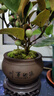 花行榜菩提樹(shù)盆栽帶果中式禪意 小盼菩提+海納百川盆+底座+苔蘚源頭直發(fā) 曬單實(shí)拍圖