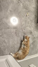 阿柴與貓貓玩具逗貓棒貓咪棒長(cháng)桿羽毛釣幼小貓玩具魚(yú)竿鈴鐺貓耐玩耐咬神器 曬單實(shí)拍圖