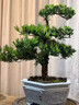 瑯闕迎客松真樹(shù)客廳綠植羅漢松庭院盆景造型老樁45-55cm原盆源頭直發(fā) 曬單實(shí)拍圖