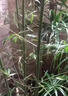 竹子苗室外庭院植物耐寒名貴紫竹苗羅漢竹毛竹黃金竹南北可種包活 【今日特價(jià)】四季青竹0.5CM粗5棵【帶土球發(fā)貨】  81cm(含)-110cm(含) 曬單實(shí)拍圖
