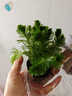 魚(yú)缸水草大坨草綠菊植物活體增氧陰性培綠植新手懶人造景無(wú)需底砂 綠菊大坨草 曬單實(shí)拍圖