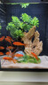 畫(huà)法幾何魚(yú)缸造景小型魚(yú)缸米家智能桌面魚(yú)缸專(zhuān)用沉木造景套餐 魚(yú)缸裝飾 迎財松造景+底砂套餐 曬單實(shí)拍圖