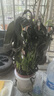 年宵花【熱銷(xiāo)款】白掌一帆風(fēng)順盆栽水培植物綠植過(guò)年裝飾擺件年貨 【店主推薦】特級白掌6-8株帶花+早安盆+營(yíng)養液 曬單實(shí)拍圖