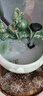 埔勒森（PULESEN）景德鎮陶瓷魚(yú)缸流水噴泉家用小金魚(yú)缸大號養魚(yú)盆客廳加濕裝飾造景 玉蘭+流水器擺件+6禮 中號32*32*39CM 曬單實(shí)拍圖
