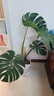 愛(ài)優(yōu)尚龜背竹觀(guān)葉植物室內客廳辦公室大盆栽綠植盆景凈化空氣吸甲醛老樁 曬單實(shí)拍圖